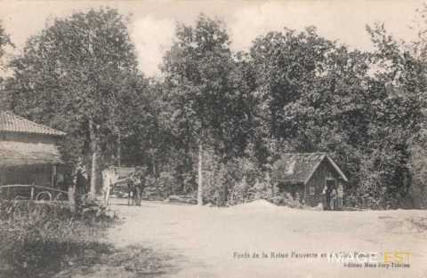 Forêt de la Reine Fauvette et du roi Pinson (Meurthe-et-Moselle ?)